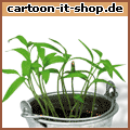 Eierbaum Setzling