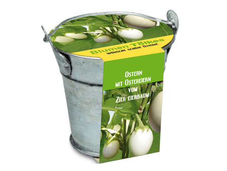 Eierbaumsamen
