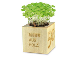 Pflanzw�rfel Pflanzholz